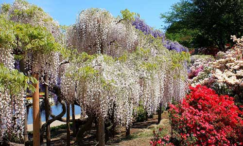 Mê mẩn ngắm vườn  hoa tử đằng ở công viên Ashikaga